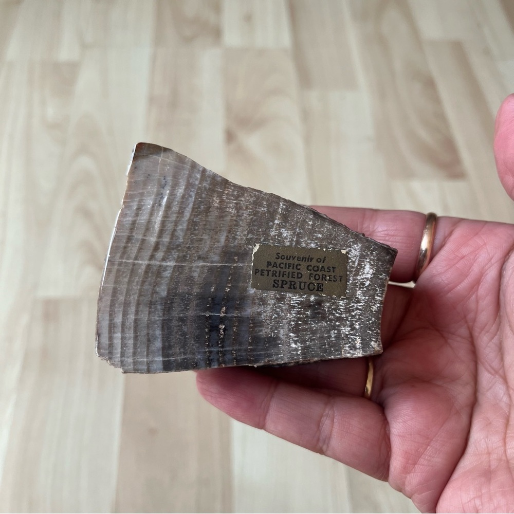 Petrified Wood Souvenir Piece - Spruce